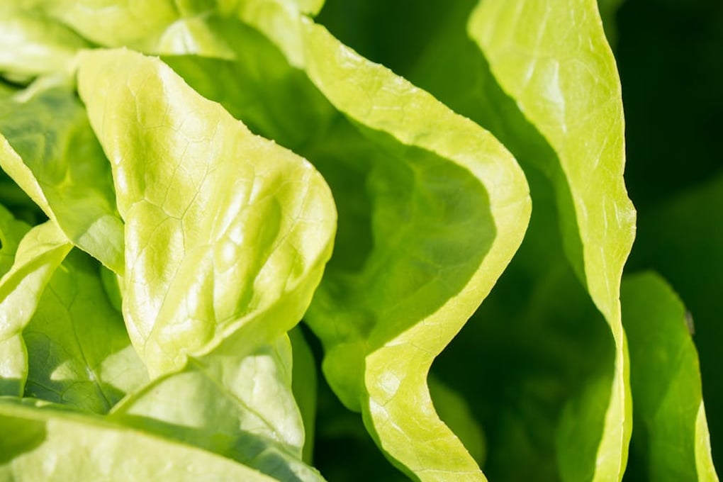 Add Competitive Lettuce-Eating to Your Extracurriculars 1 pexels photo 206721