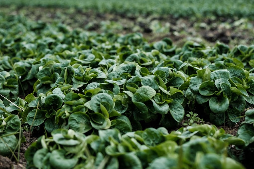 How To Eat More Sustainably With 3 Easy Tips 1 photo 1518994603110 1912b3272afd?blend=000000&blend alpha=10&blend mode=normal&blend w=1&crop=faces%2Cedges&h=630&mark=https%3A%2F%2Fimages.unsplash.com%2Fopengraph%2Flogo.png&mark align=top%2Cleft&mark pad=50&mark w=64&w=1200&auto=format&fit=crop&q=60&ixid=M3wxMjA3fDB8MXxhbGx8fHx8fHx8fHwxNzAyMDk3NTQwfA&ixlib=rb 4.0