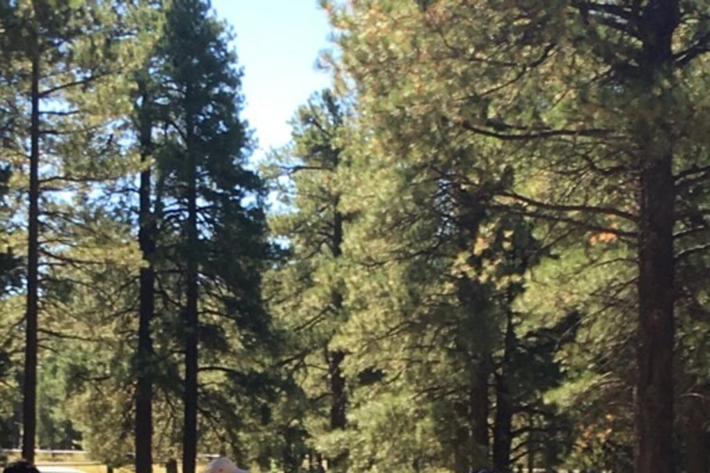 Flag Trees
