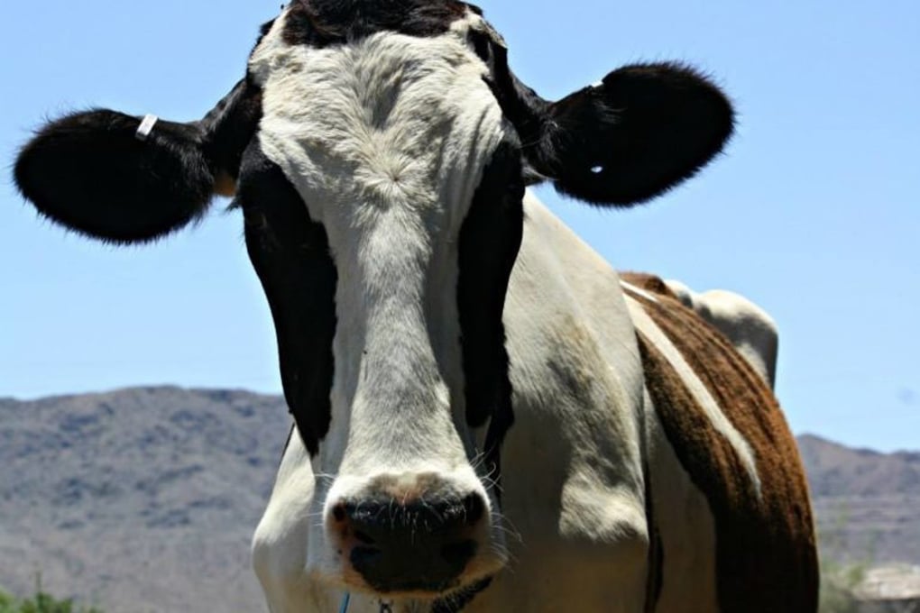Cow photo