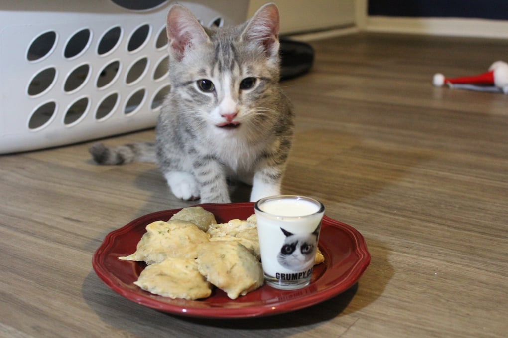 Cats and cookies deals