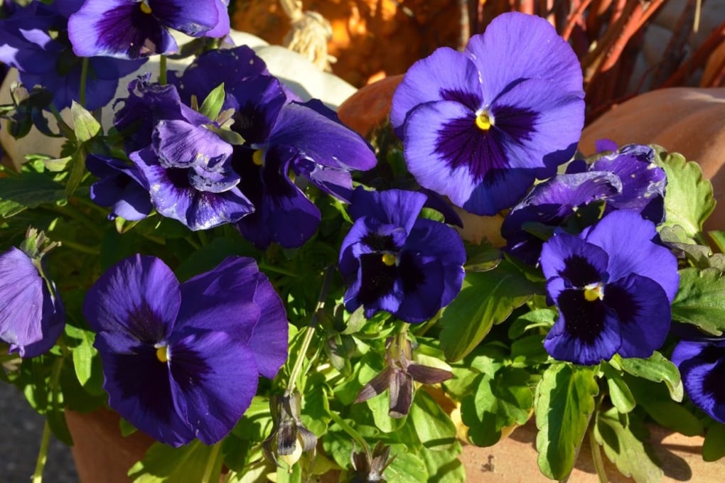 pansy su