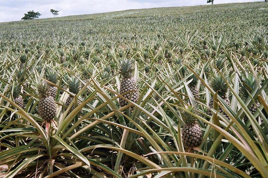 Ghana pineapple field