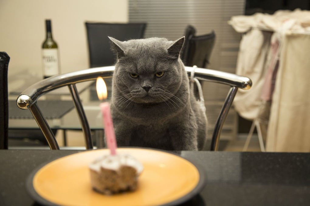 angry cat
