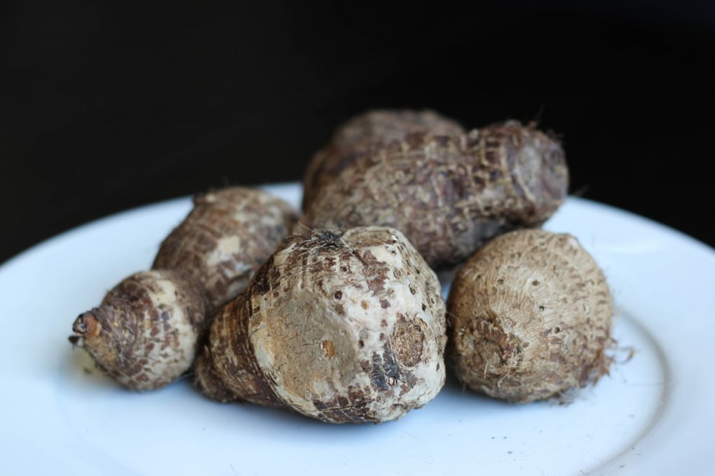 Taro 2 e1402458391294