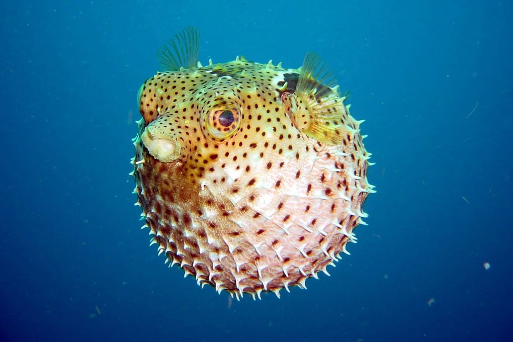 blowfish sea underwater
