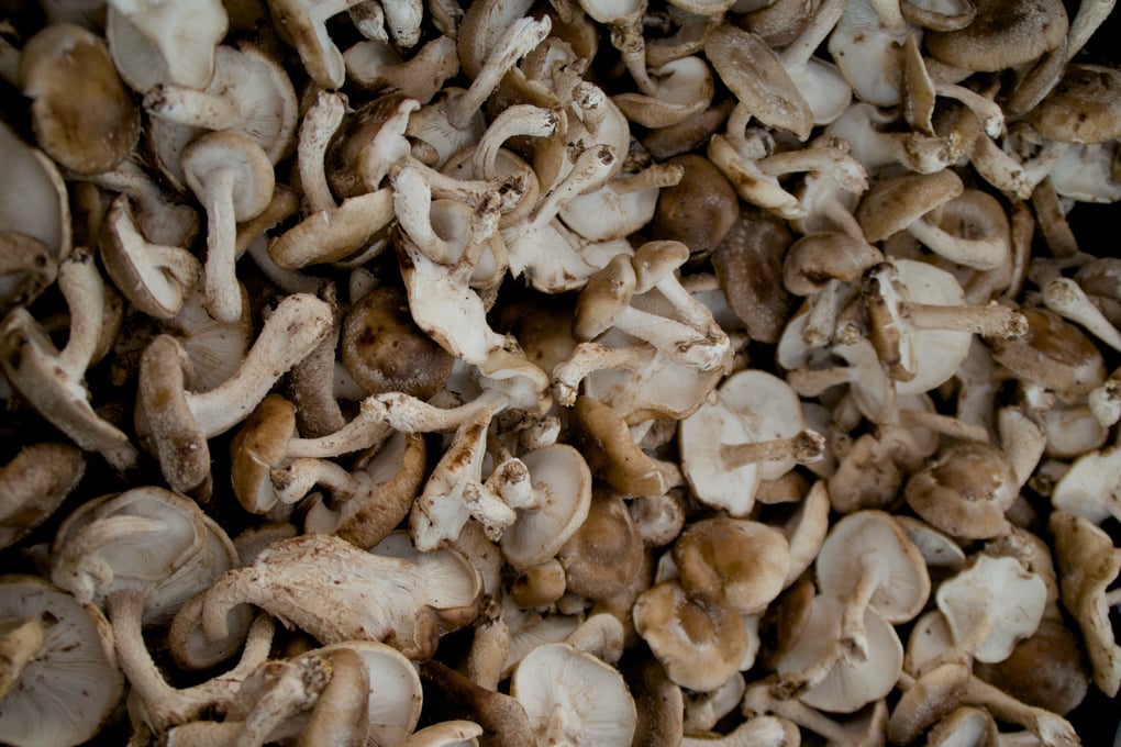 mushrooms2 1