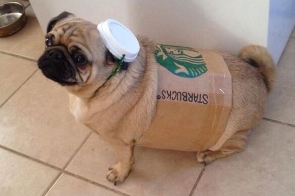 pug