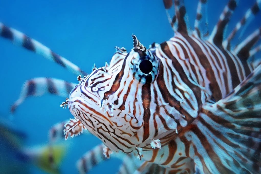 llionfish wallpaper hd wallpaper