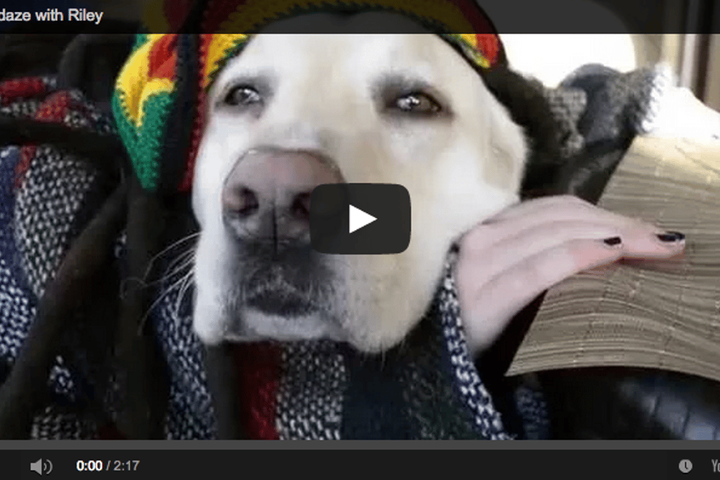 Dog Satisfies Munchies Watch What Happens