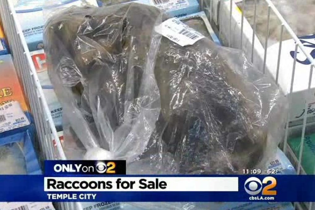 la me ln raccoon supermarket investigation 20150211