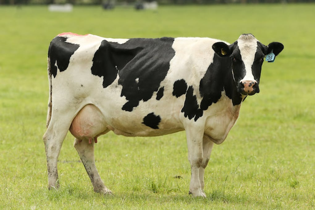 featureimagecow