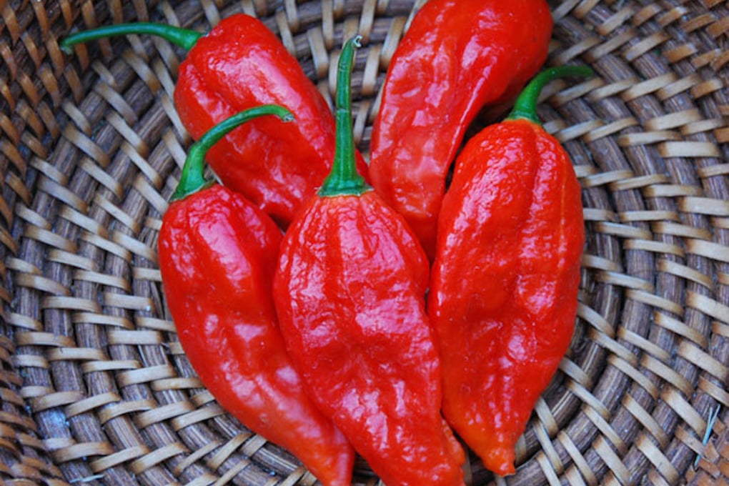 bhut jolokia pepper