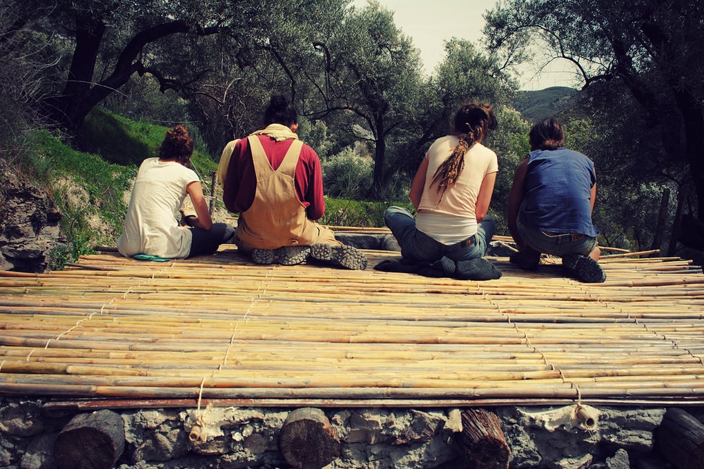 Olive orchard