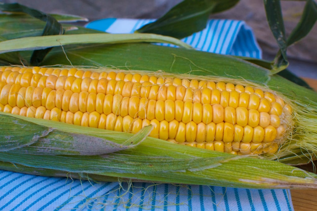 corn 3