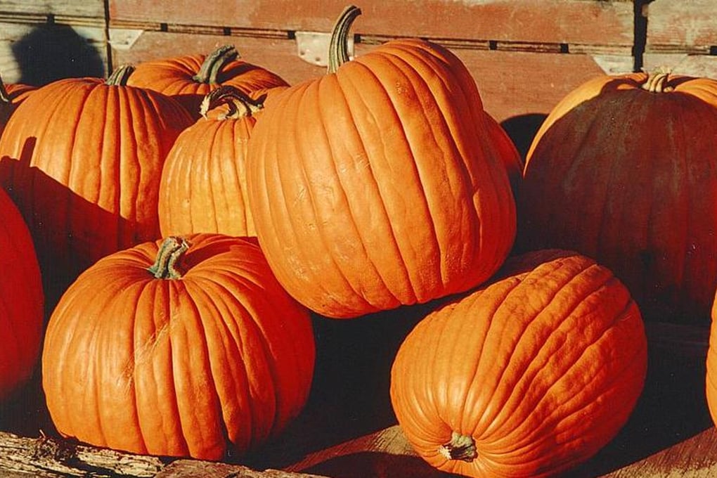 Pumpkins Wikipedia