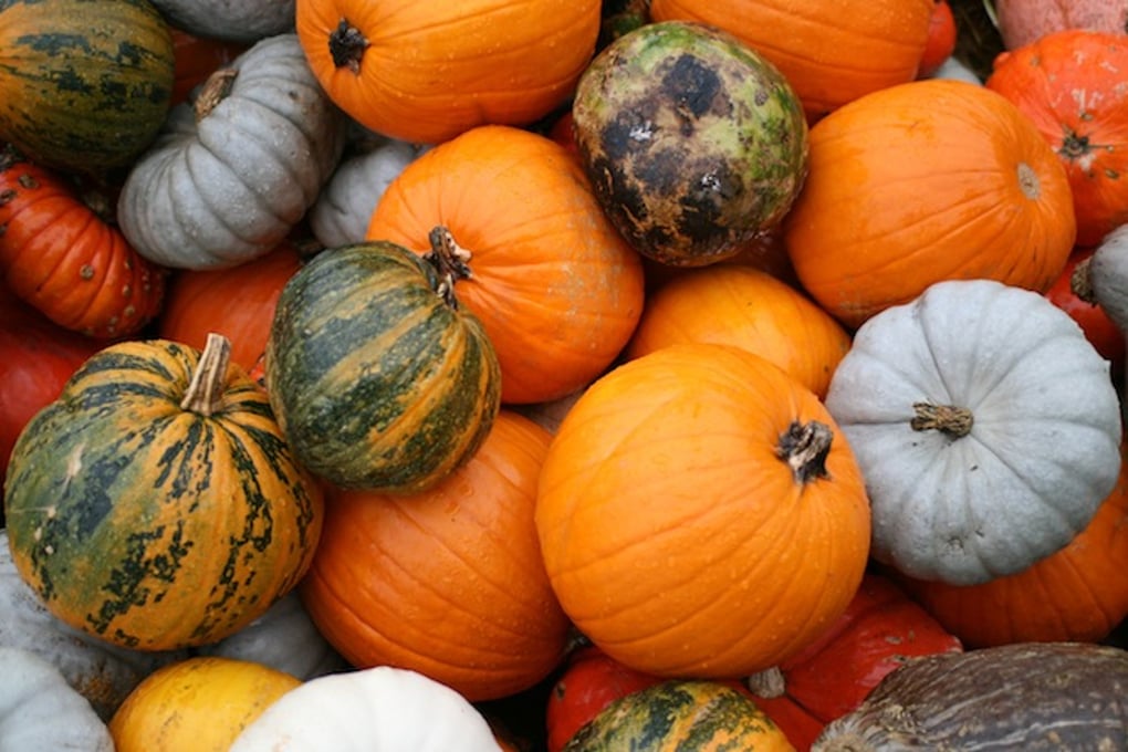 Thanksgiving Pumpkins1