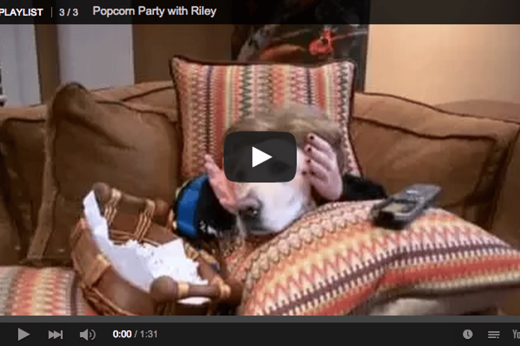Dog Makes Popcorn Watches Movie in Anticipation of Oscars Season