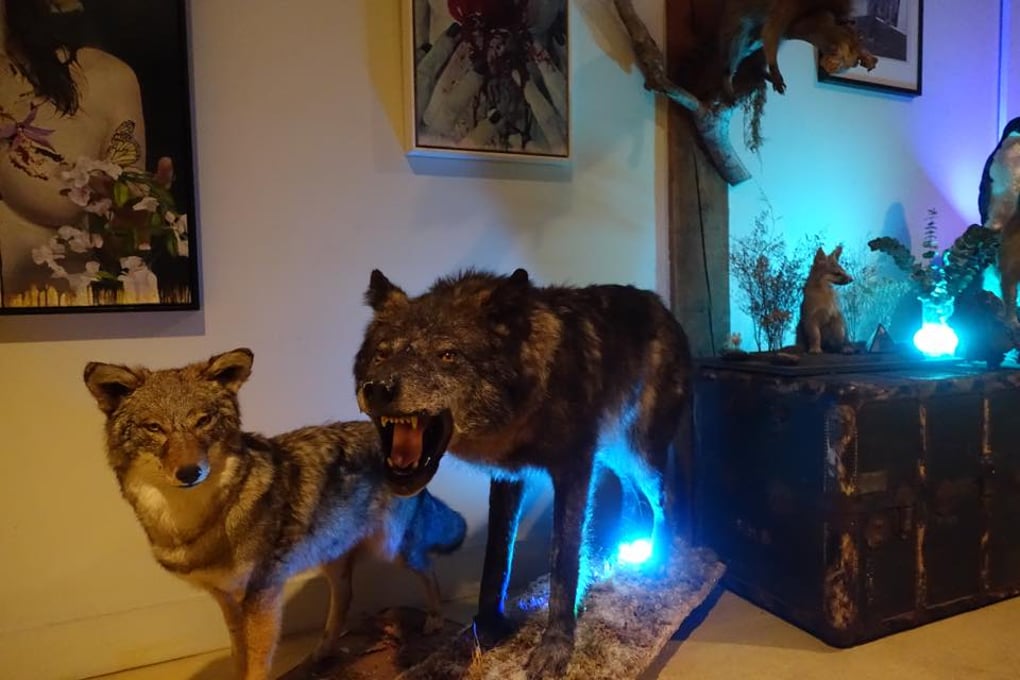 wolf