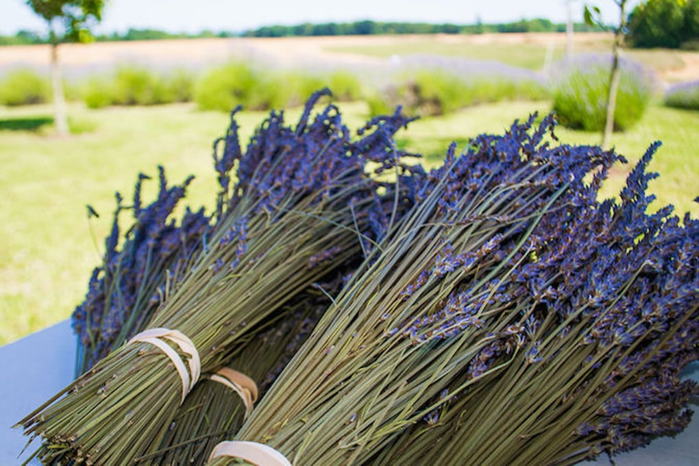 Lavender 3