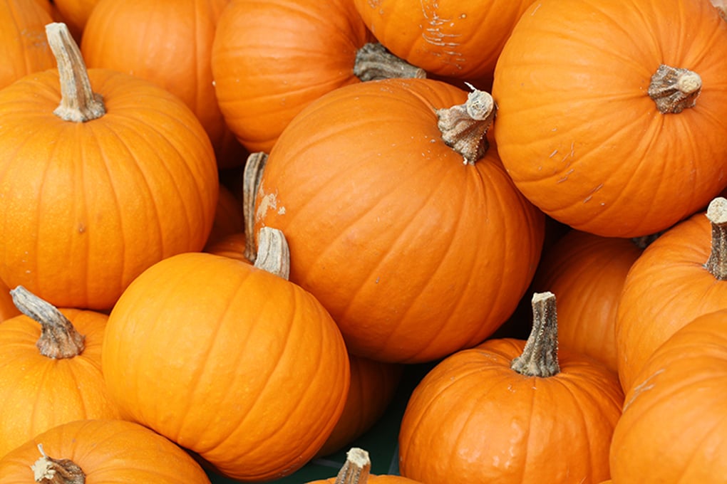 Bake these pumpkins in Toronto