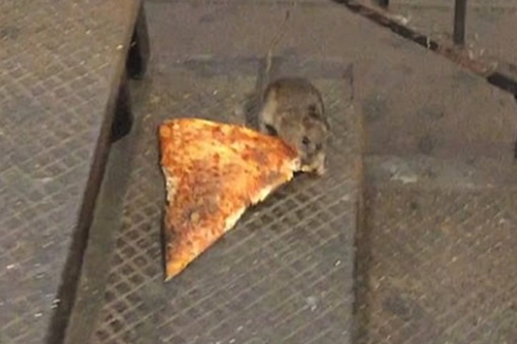 pizza rat