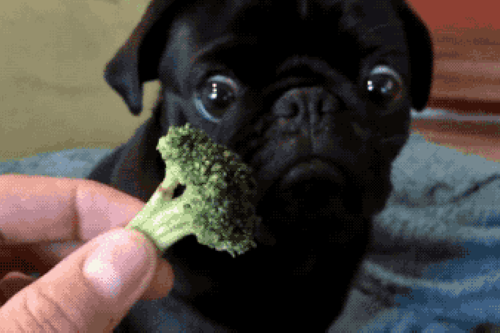 pug broccoli1