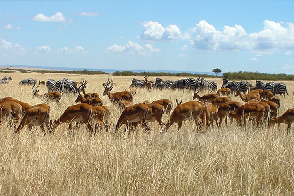 rsz herds maasai mara
