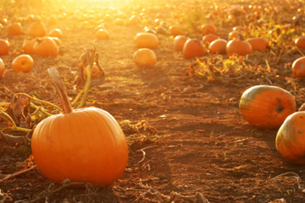 pumpkin patch 1
