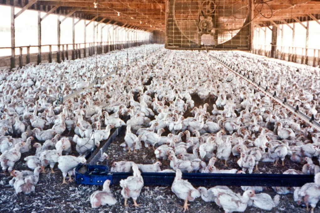 chicken farm2