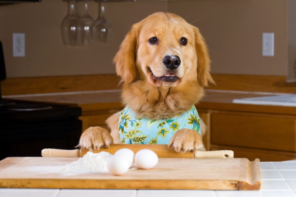 Dog Preparing Dinner e1381246128835
