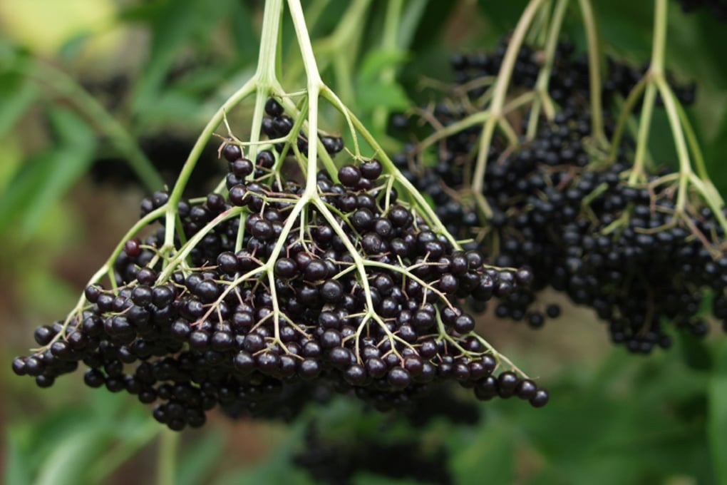 elderberry