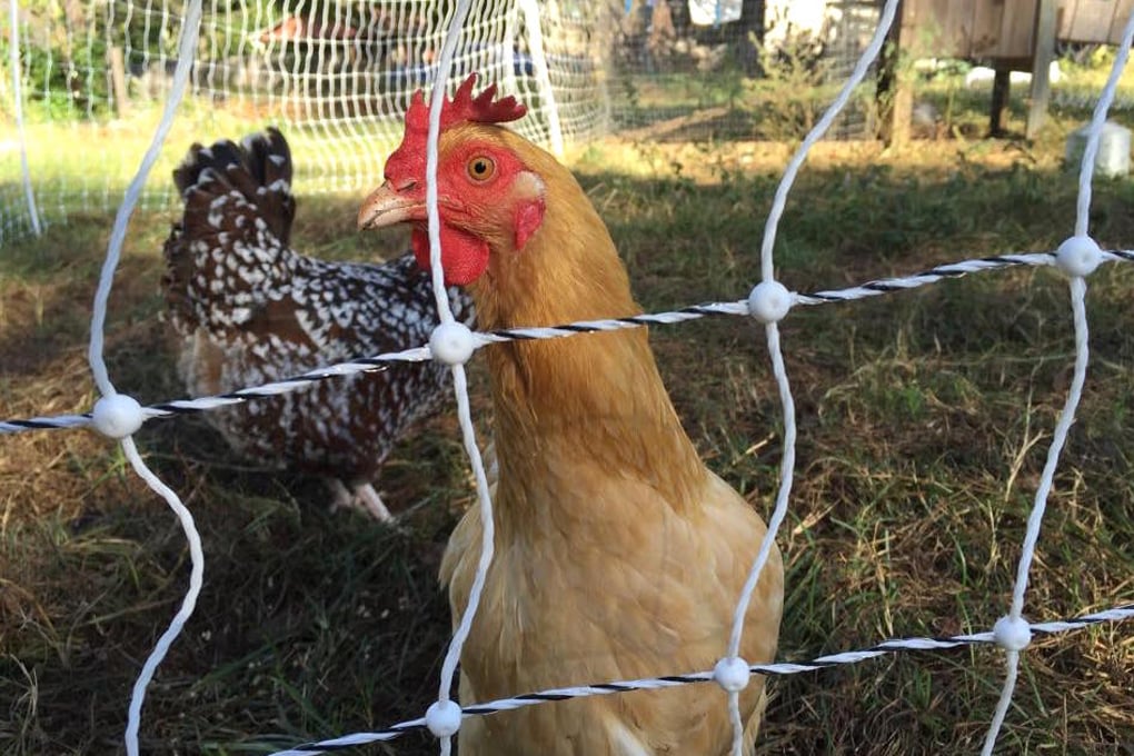 Ripe City Chicken