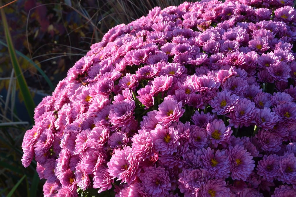 chrysanthemum su