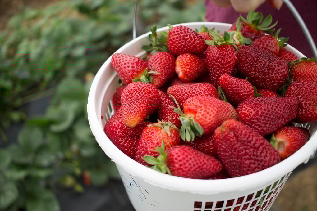 strawberry 5 small