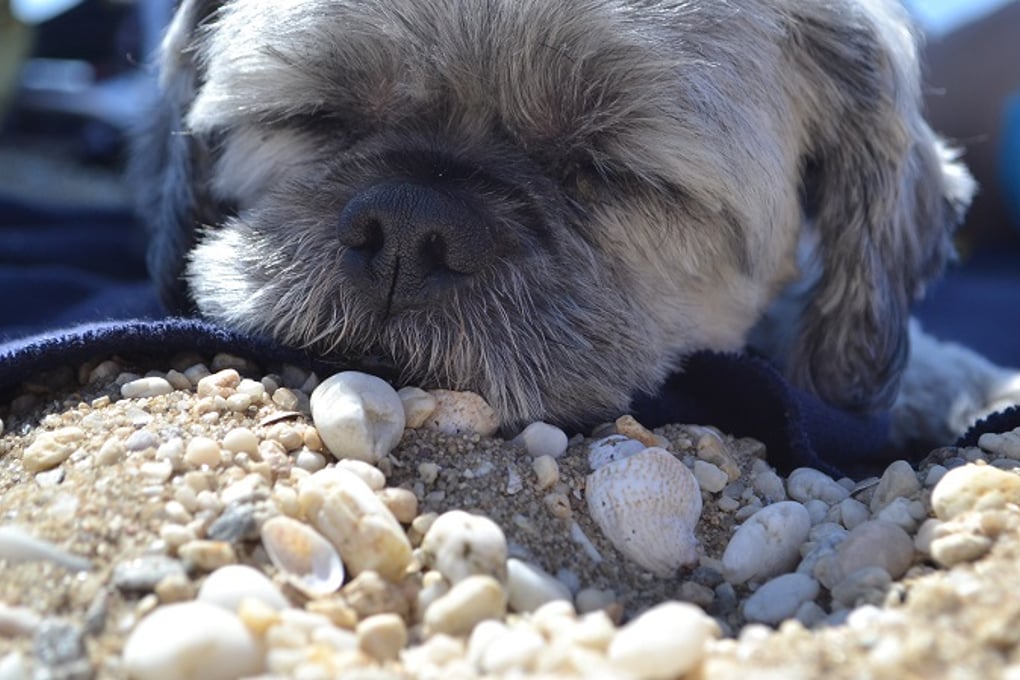 dog canino