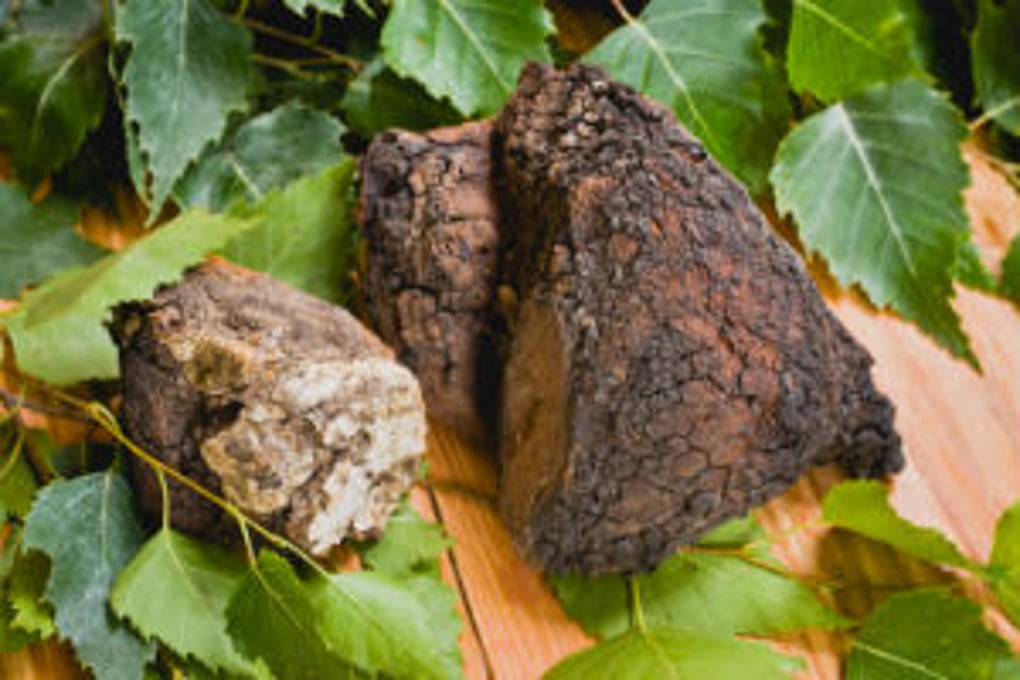 chaga mushroom