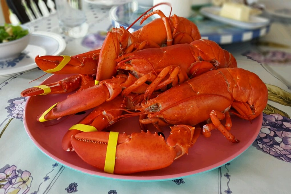 steamedlobstah