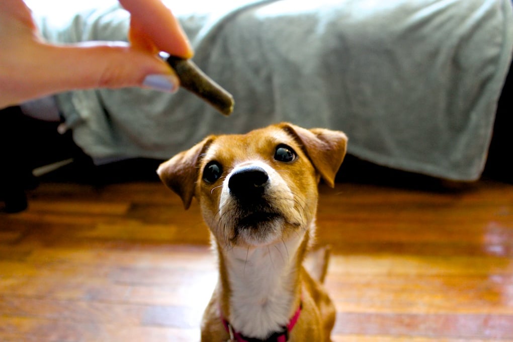 Baker Dog5