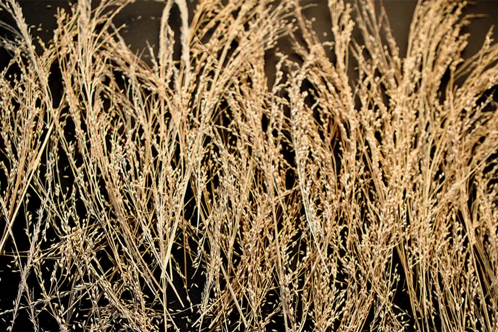 wheat cover