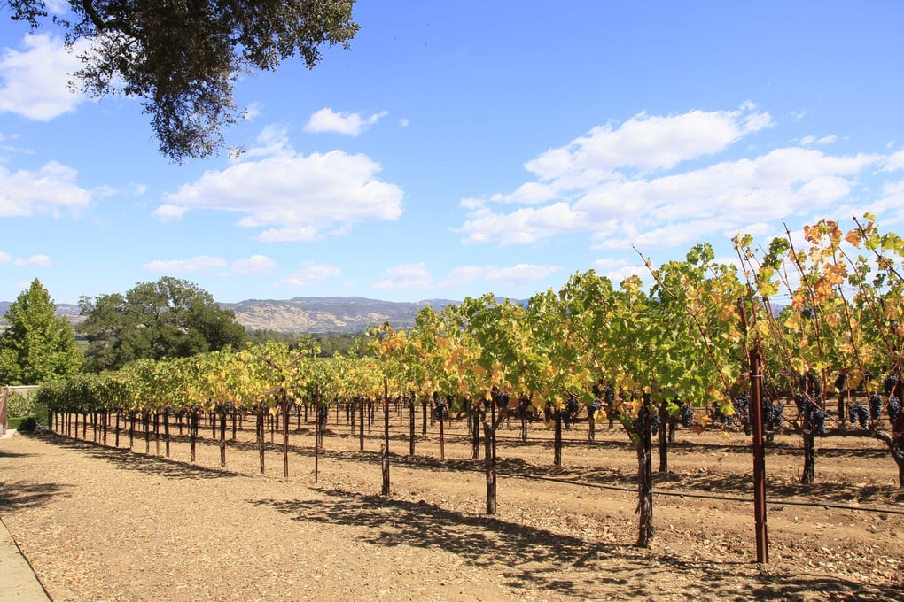 vineyard grapes