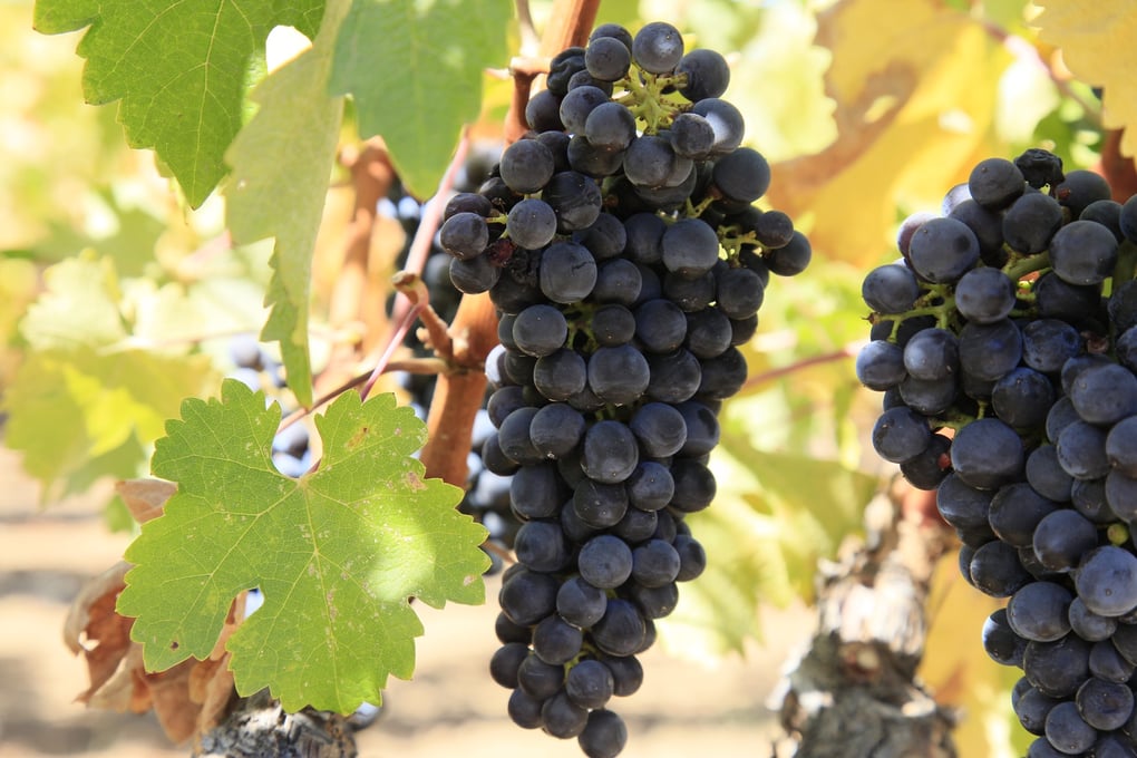 vineyard grape bunches