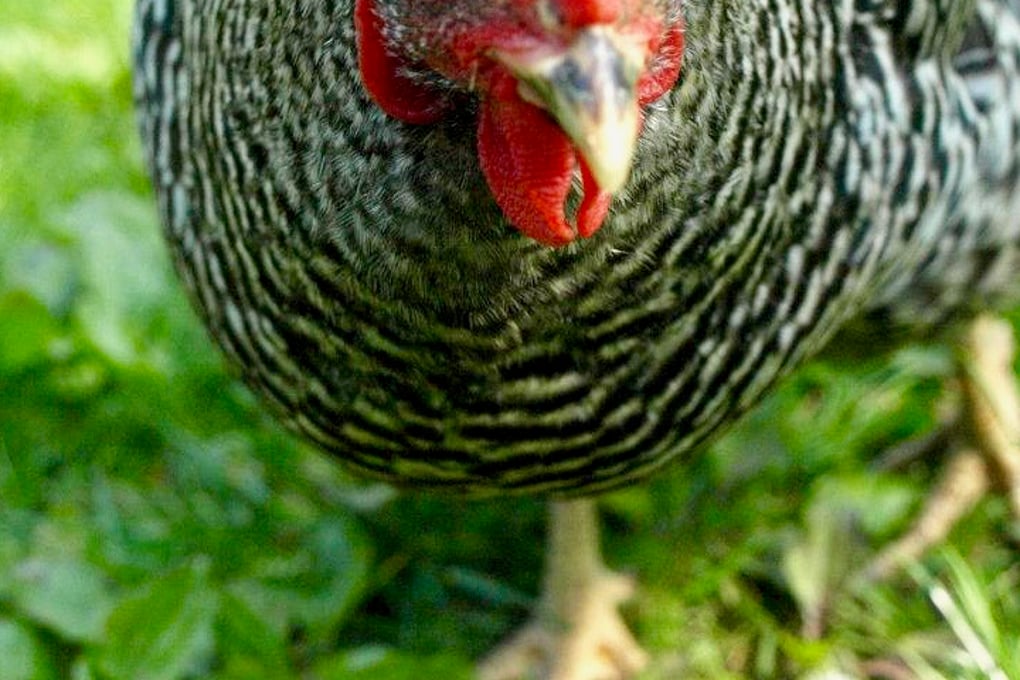 Steph Chicken 2