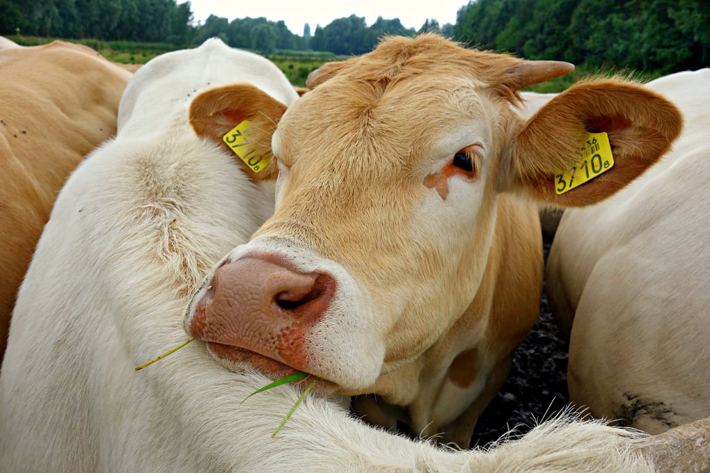 cow 1472080 1920