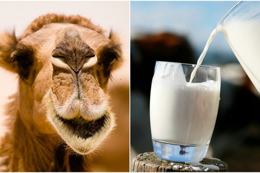 camelmilk