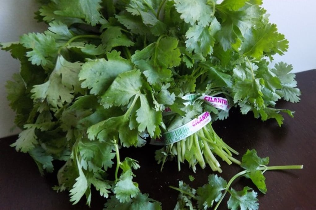 cilantro 3 msu spoon university