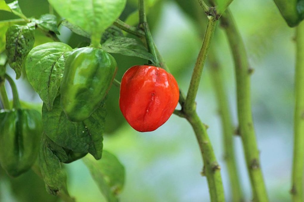Bhut jolokia chilli %281%29