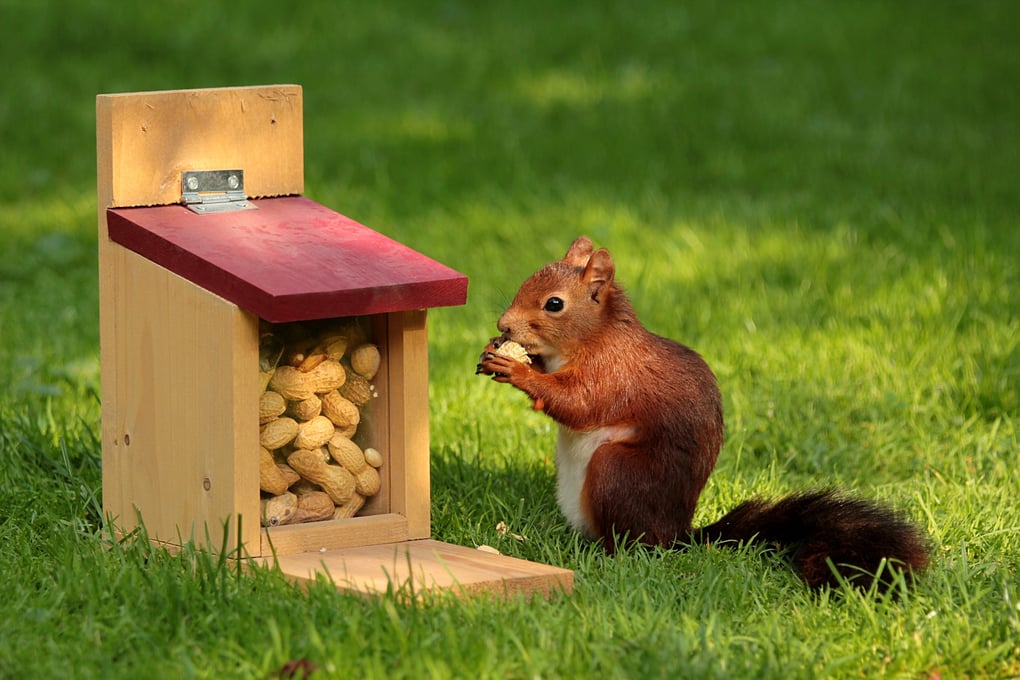 animal peanuts pet 34109
