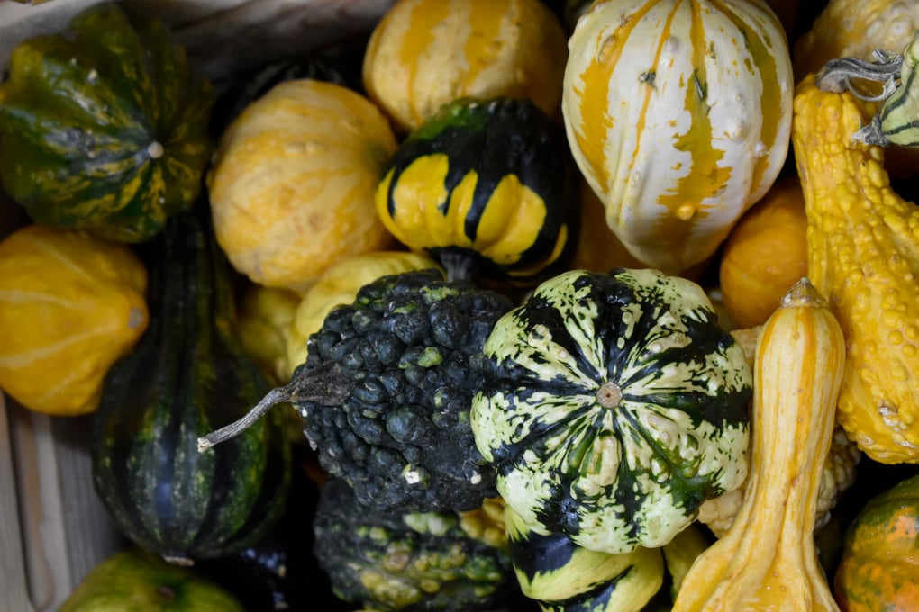 nonpumpkin12