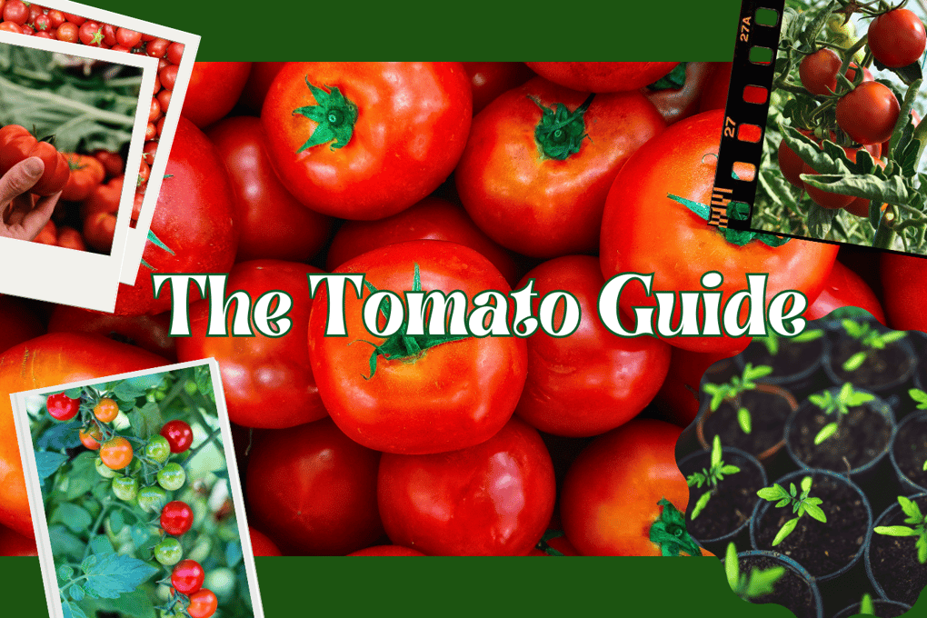 guidetogrowingtomatoes